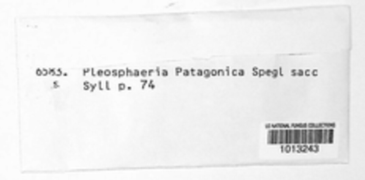 Pleosphaeria patagonica image